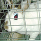 Lab rabbit LR-4427 enjoys all-day glamour with Cover Girl Long & Luscious mascara.